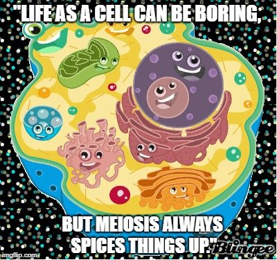 Life as a cell can be boring meme