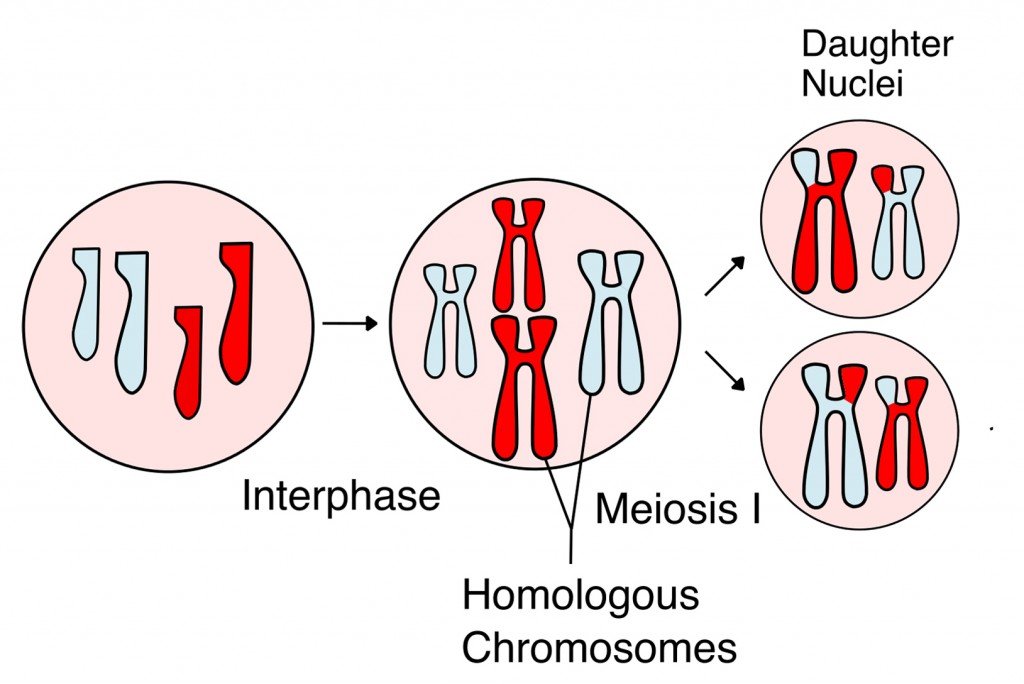 Meiosis Overview new