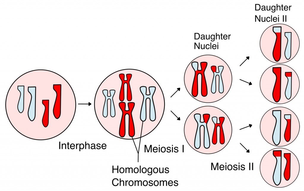Meiosis_Overview_new