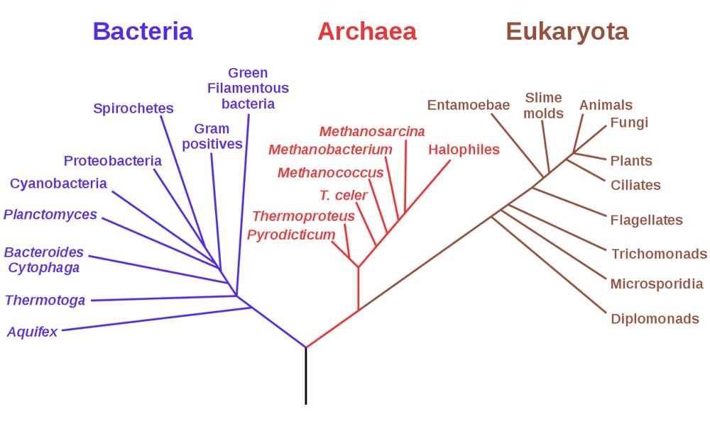 Phylogenetic_tree