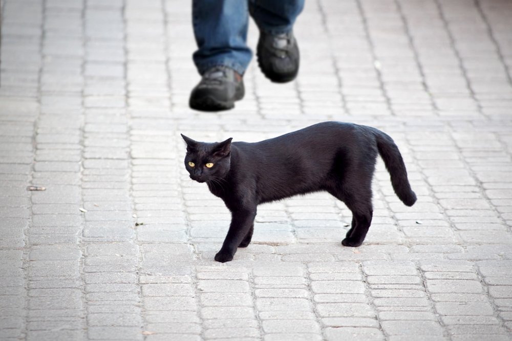 black bad cat