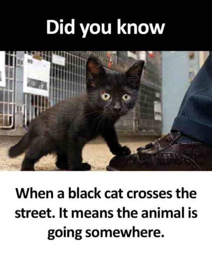 did-you-know-when-a-black-cat-crosses-the-street-it-means-the-animal-is-going-somewhere meme