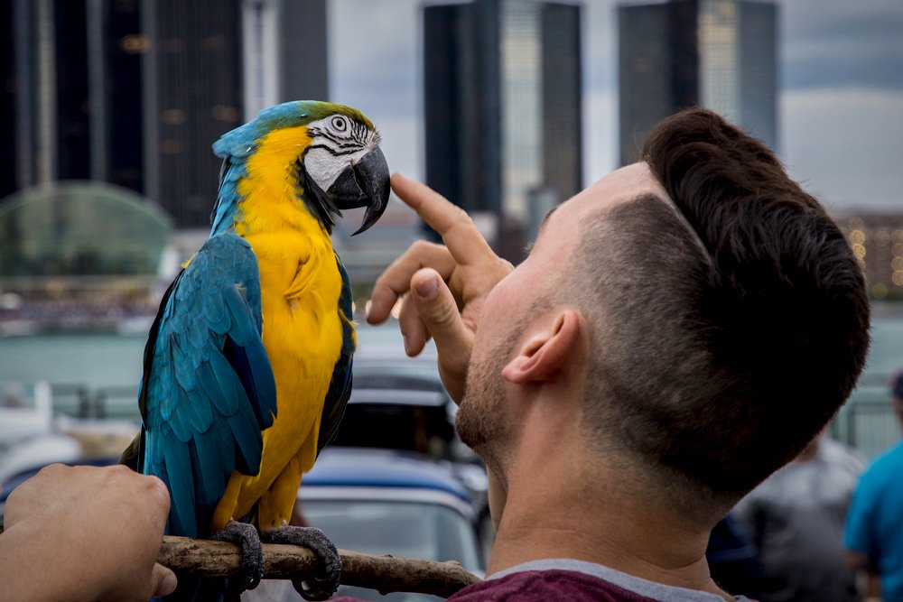 parrot talking with man