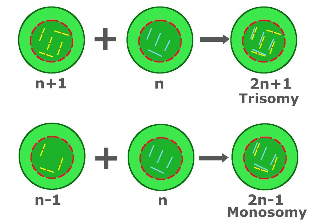 trisomy and monosomy