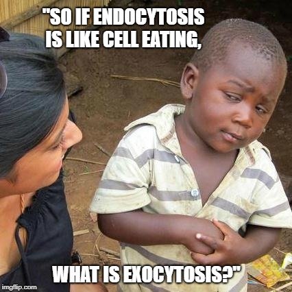 what is exocytosis meme