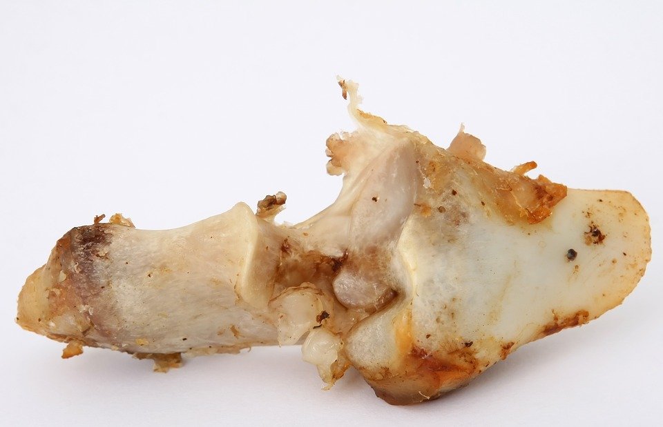 animal bone