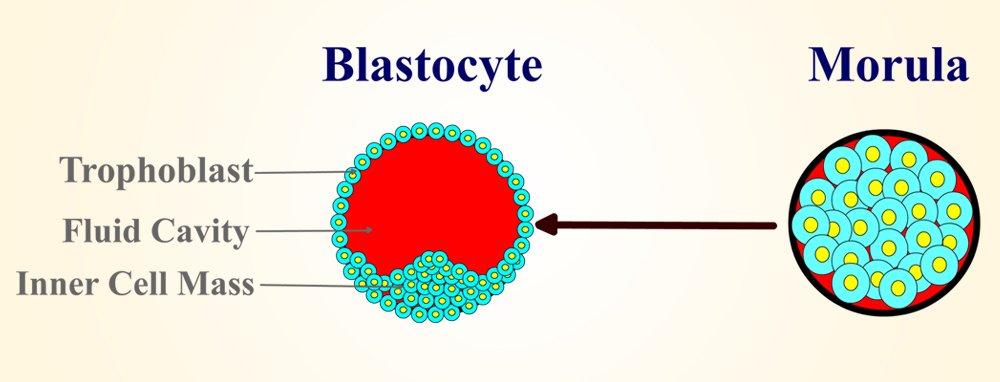 morula, blastocyst