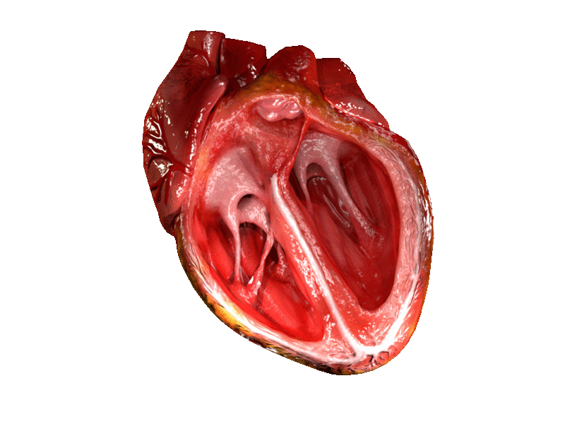 cg heart, heart blood flow, internal part of heart, 3d heart