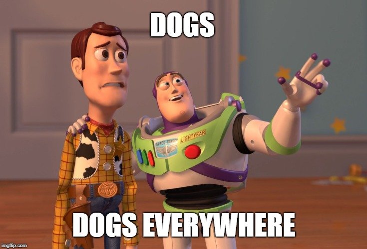 DOGS; DOGS EVERYWHERE meme
