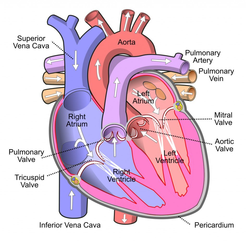 Diagram_of_the_human_heart