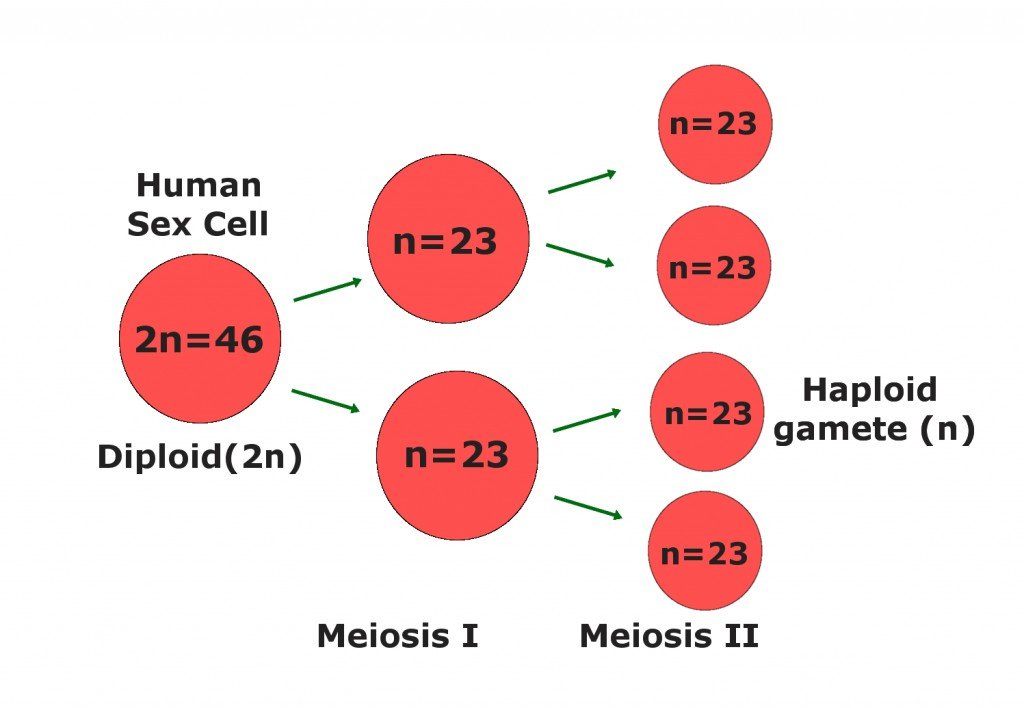 meiosis in egg