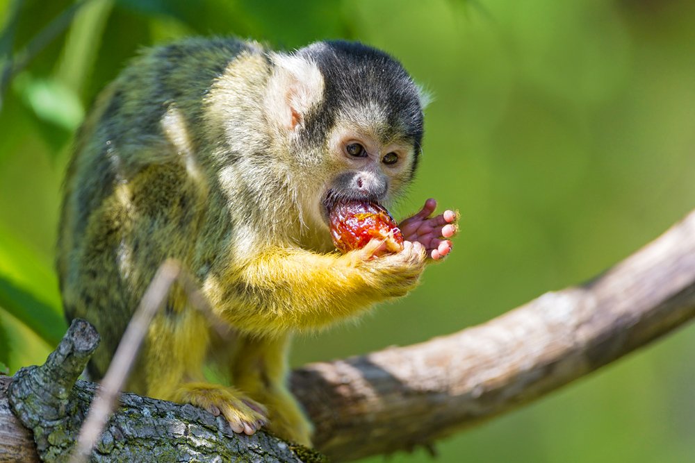 squirrel monkey eating red fruit