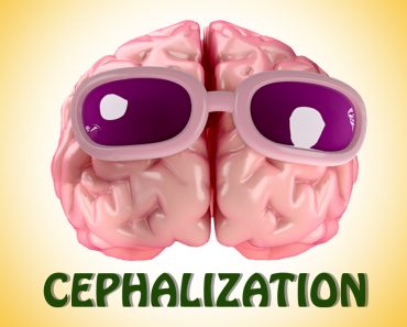 Cephalization, brain