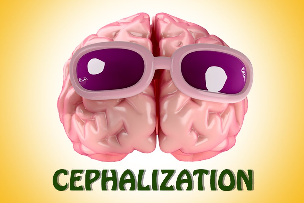 Cephalization, brain