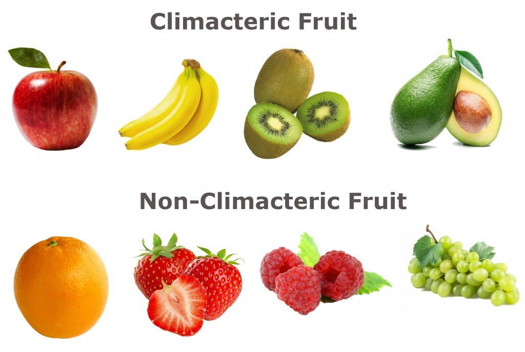 climacteric fruit and non climacteric fruit