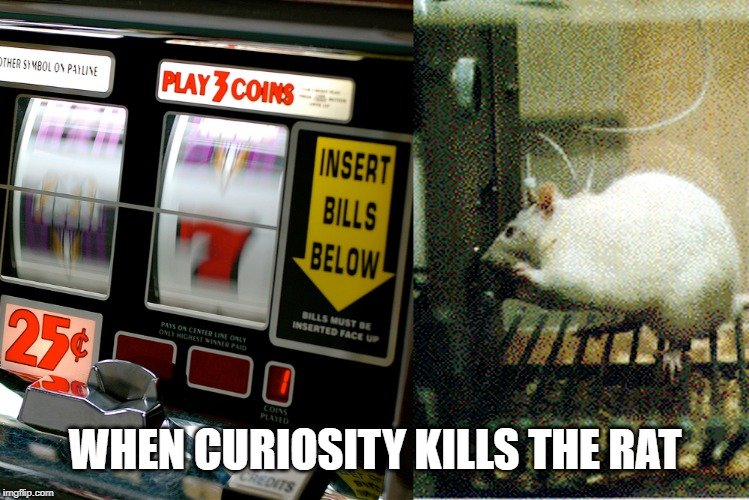 when curiosity kills the rat meme