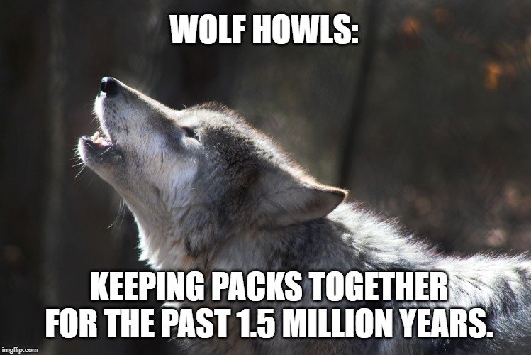 Keeping packs together for the past 1.5 million years meme