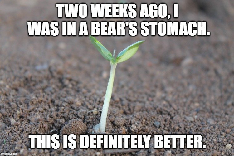 Two weeks ago, I was in a bear's stomach. meme