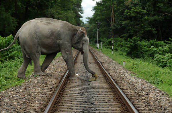An elephant crosses a railway track whic