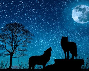 wolf, moon , night