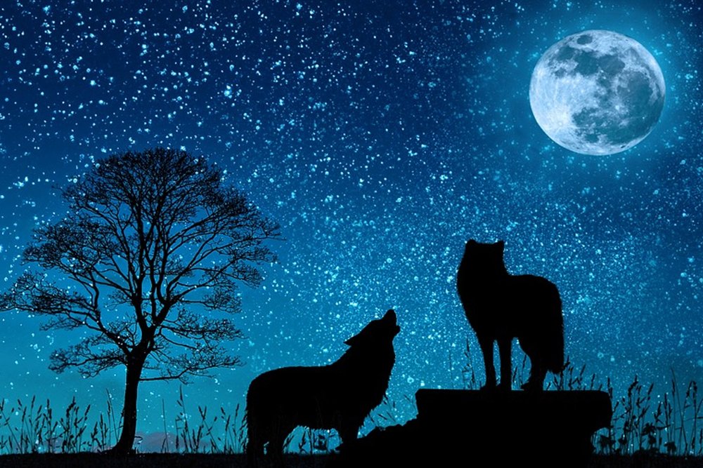 wolf, moon , night