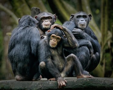 Chimpanzee consists of two extant species common chimpanzee and bonobo. Bonobos and common chimpanzees are the only species of great apes that are currently restricted in their range to Africa ( Ari Wid)s