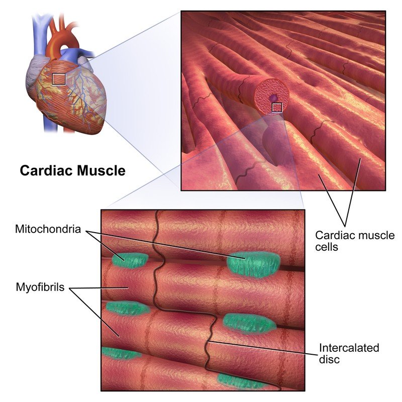 Cardiac_ muscle