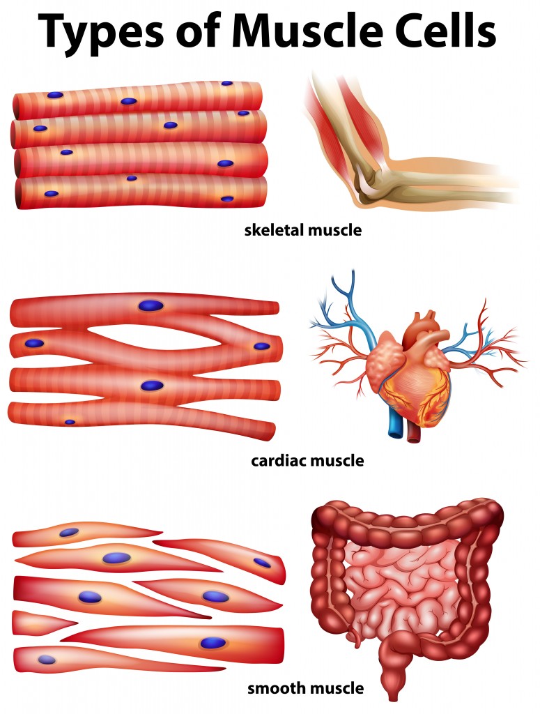 Diagram showing types of muscle cells illustration - Vector(BlueRingMedia)s