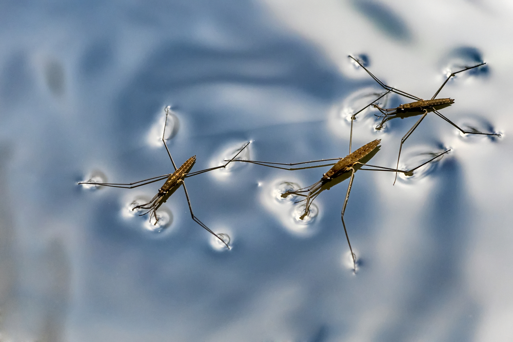 Gerris lacustris, commonly known as the common pond skater or common water strider - Image( Jan Miko)s