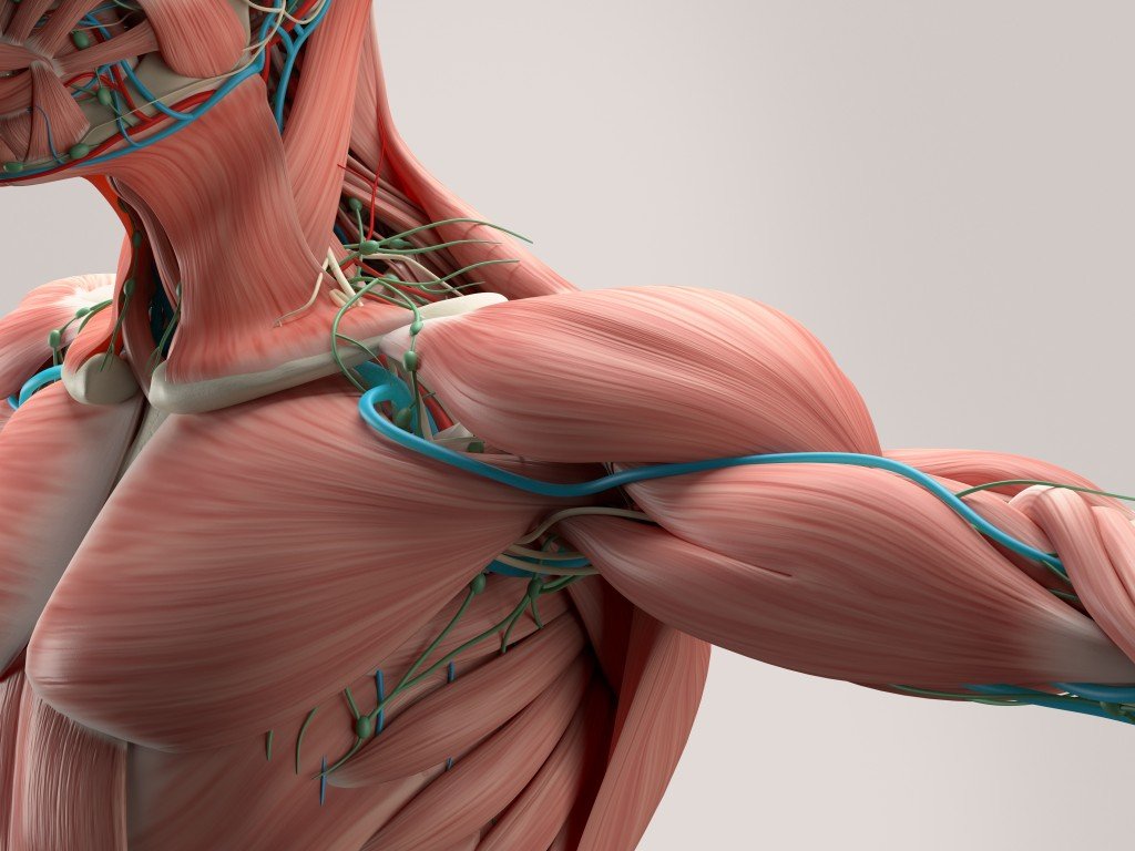 Human anatomy detail of shoulder Muscle arteries on plain studio background Professional lighting Illustration