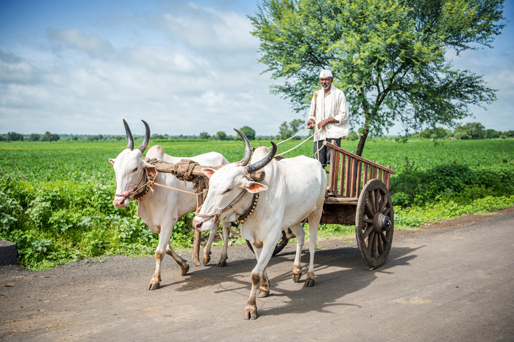 Indian farmer riding bullock cart, rural village, Salunkwadi, Ambajogai, Beed, Maharashtra, India. - Image(Tukaram.Karve)