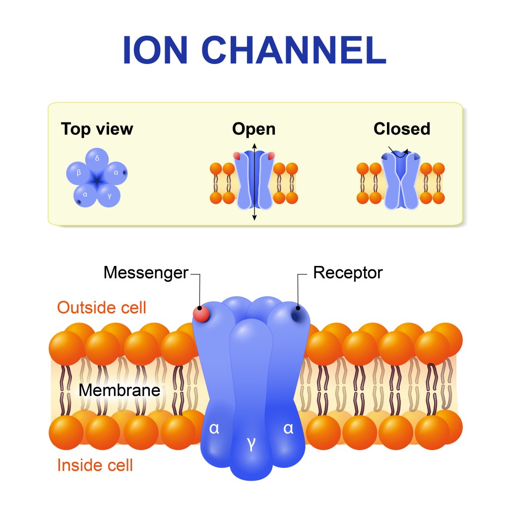 Ion channel. structure of the channel. Vector diagram. - Vector(Designua)s