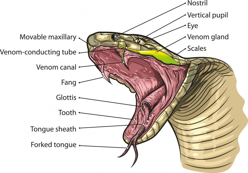 Snake mouth anatomy Vector(NoPainNoGain)