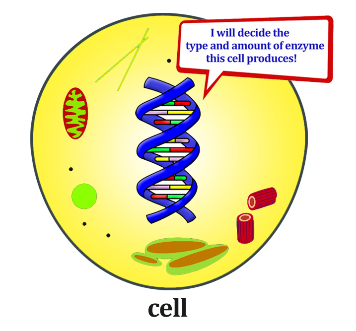 dna cell 