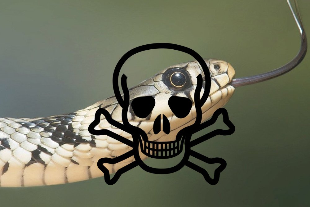 snake danger