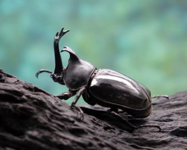 Beetles Insects Bugs Japanese rhinoceros beetle (Allomyrina dichotoma) or Japanese horn beetle (or Kabutomushi, Kabuto is Japanese for Samuai hemlet, and Mushi is Insect) in nature - Image( Mark Brandon)s