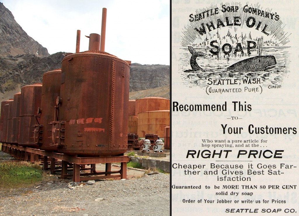 Grytviken Whaling Station, located at South Georgia, stored whale oils for further purification; A whale-oil soap advertisement