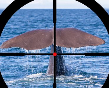 Hunting a Sperm Whale in the Atlantic ocean - Image(MyImages - Micha)S