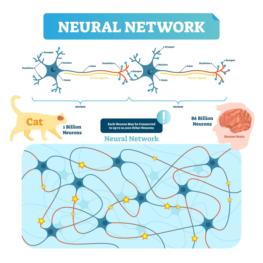 Neural network vector illustration. Neuron structure and net diagram(VectorMine)s