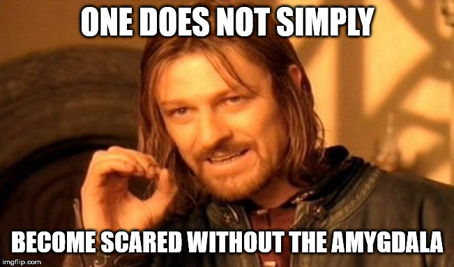 ONE DOES NOT SIMPLY; BECOME SCARED WITHOUT THE AMYGDALA meme