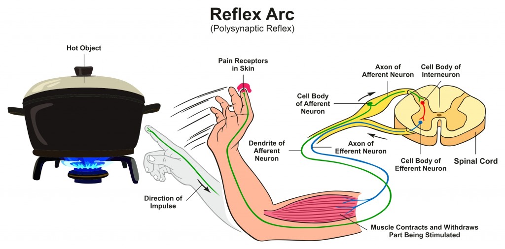 Reflex Arc infographic diagram with example of polysynaptic reflex human hand touching hot object pain receptors and direction of impulse for medical science education - Vector(udaix)s