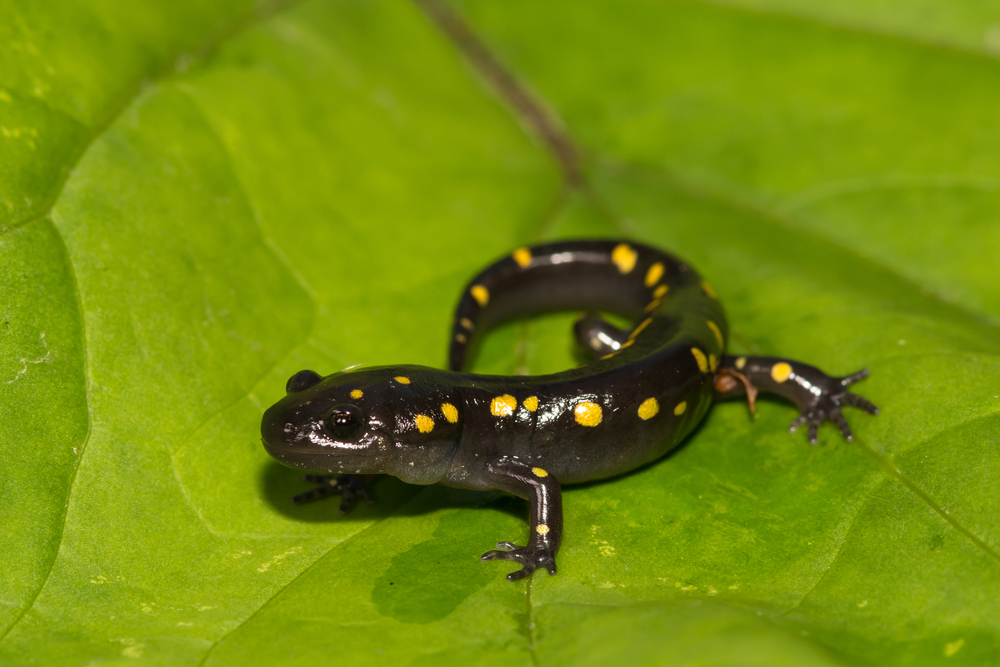 Spotted Salamander - Image( Jay Ondreicka)s