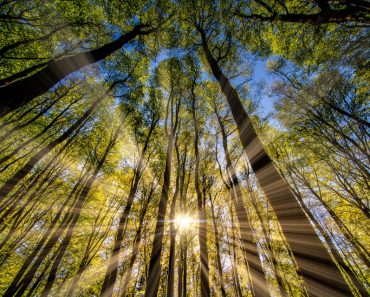 Tyndall Effect phenomena in a forest - Image(SUFIYAN8266)s
