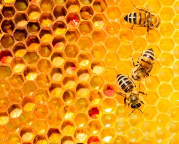 closeup of bees on honeycomb in apiary - selective focus, copy space - Imag( Diyana Dimitrova)s