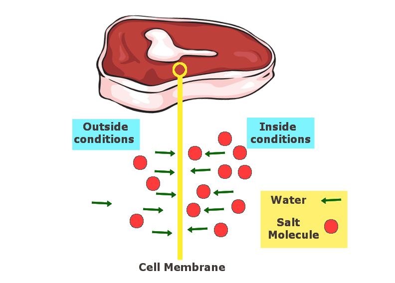 The salt molecules from higher concentration areas move to the side of lower concentration, drawing out water and thus dehydrating the meat.