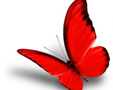 Beautiful flying red butterfly on white background with soft shadow, chocolate albatross butterfly in fancy color profile - Image( Super Prin)S