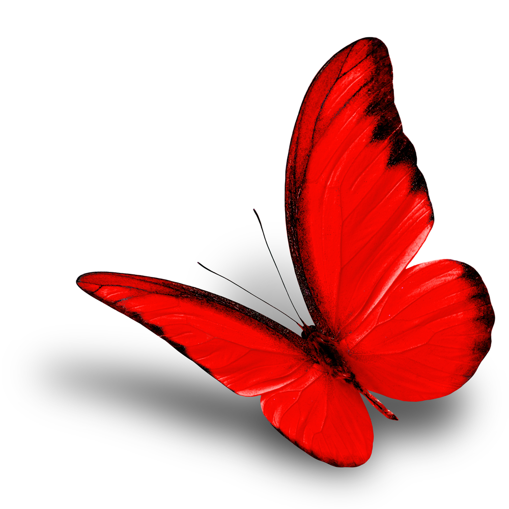 Beautiful flying red butterfly on white background with soft shadow, chocolate albatross butterfly in fancy color profile - Image( Super Prin)S