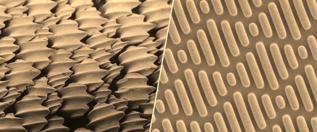 Denticles on sharkskin have inspired many antimicrobial surfaces