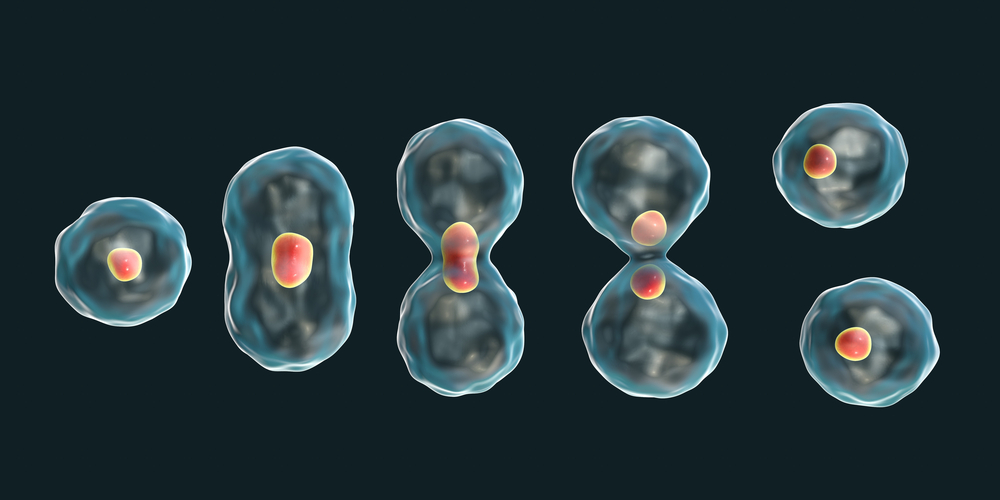 Division of a cell, mitosis concept, 3D illustration - Illustration(Kateryna Kon)s