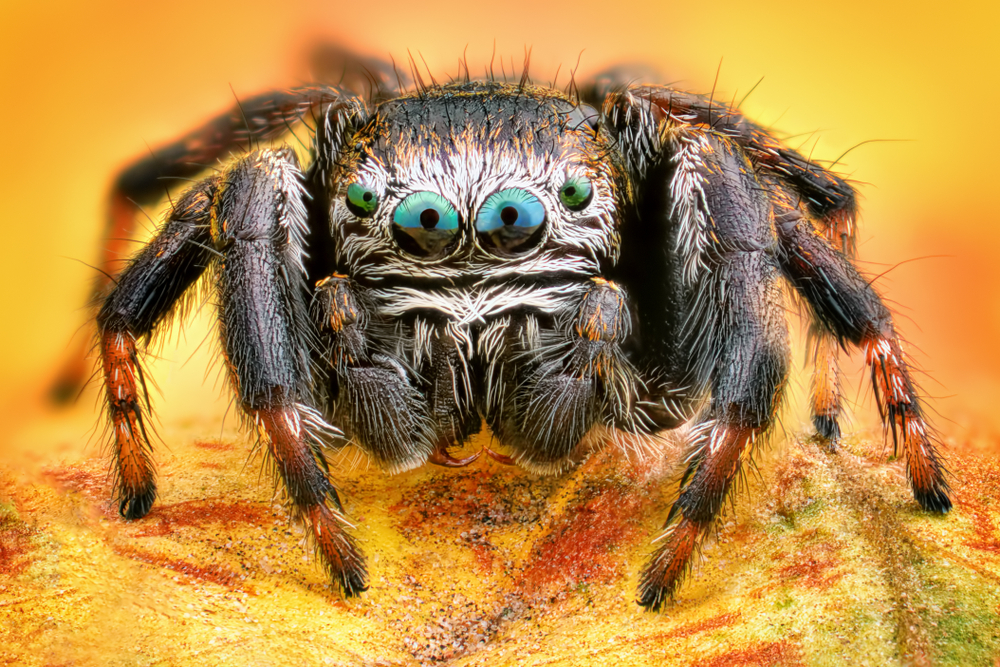 Extreme sharp and detailed portrait of polish jumping spider macro - Image(Sebastian Janicki)s